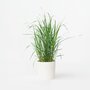 Voir la diapositive 5 : PLANT IN A BOX Panic érigé - Panicum virgatum 'Heavy Metal' - Hauteur 40-60cm - ⌀23cm