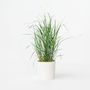 Voir la diapositive 5 : PLANT IN A BOX Panic érigé - Panicum virgatum 'Heavy Metal' - Hauteur 40-60cm - ⌀23cm