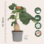 Voir la diapositive 2 : PLANT IN A BOX Podagre - Jatropha podagrica - Hauteur 25-45cm - ⌀13cm