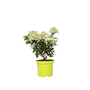 Voir la diapositive 1 : PLANT IN A BOX Hortensia - Hydrangea paniculata 'Bobo' - Hauteur 25-40cm - ⌀19cm