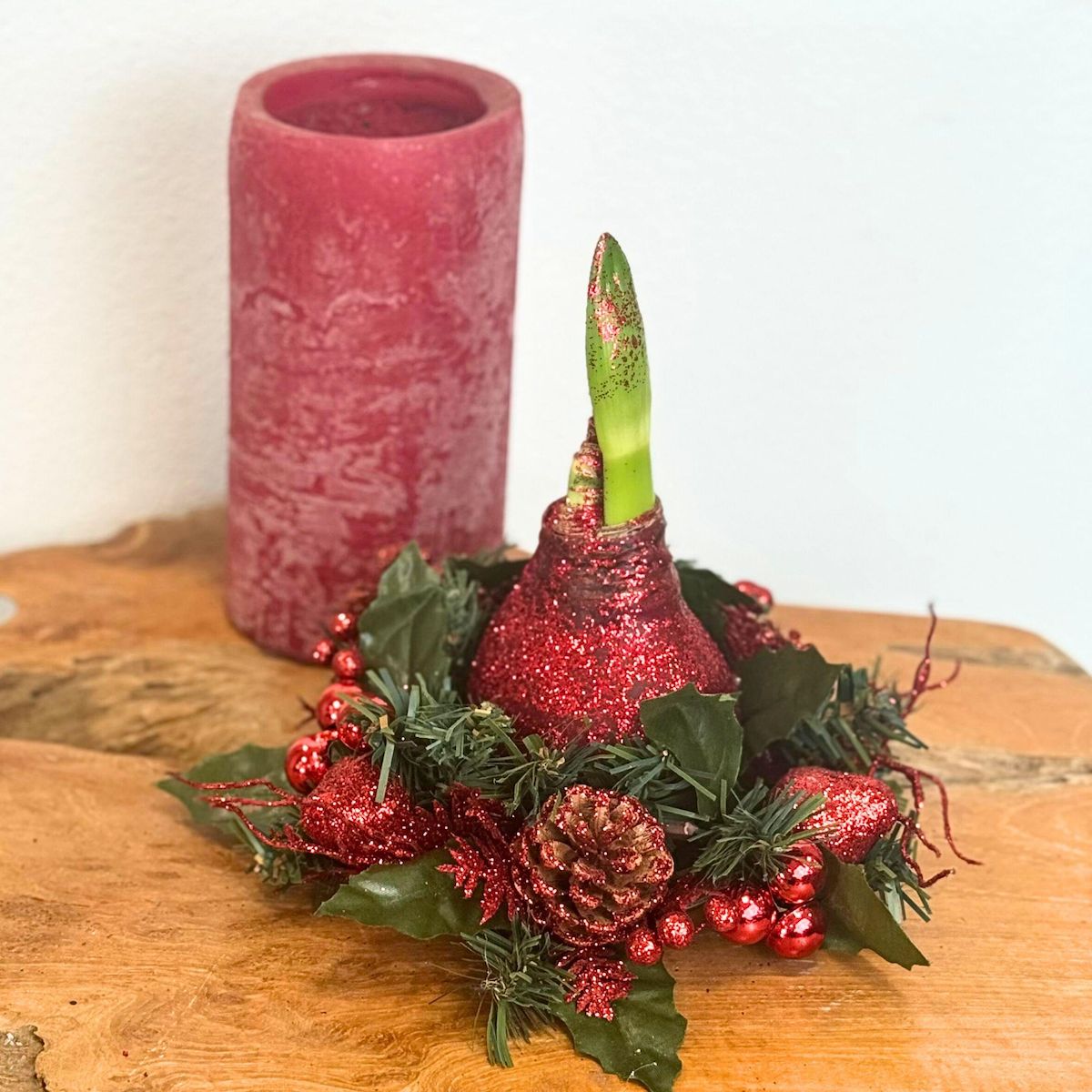 PLANT IN A BOX Amaryllis - Hippeastrum 'Couronne de Noël Mix'