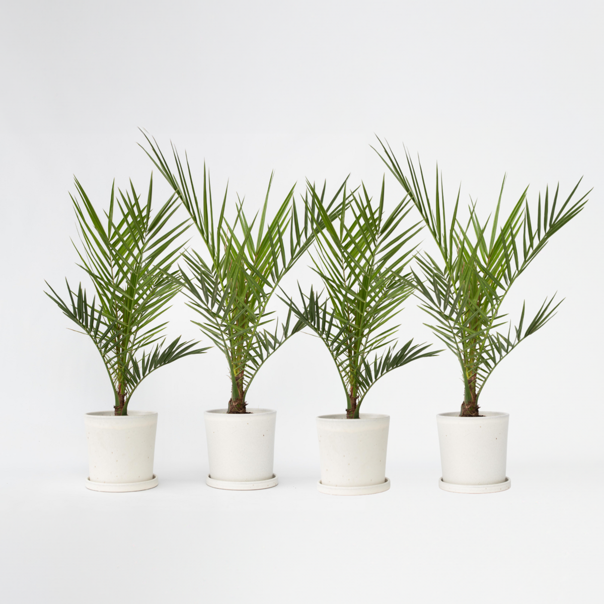 PLANT IN A BOX Palmier Dattier des Canaries - Set de 4 - Phoenix canariensis - H50-60cm - ⌀15cm