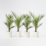 Voir la diapositive 5 : PLANT IN A BOX Palmier Dattier des Canaries - Set de 4 - Phoenix canariensis - H50-60cm - ⌀15cm
