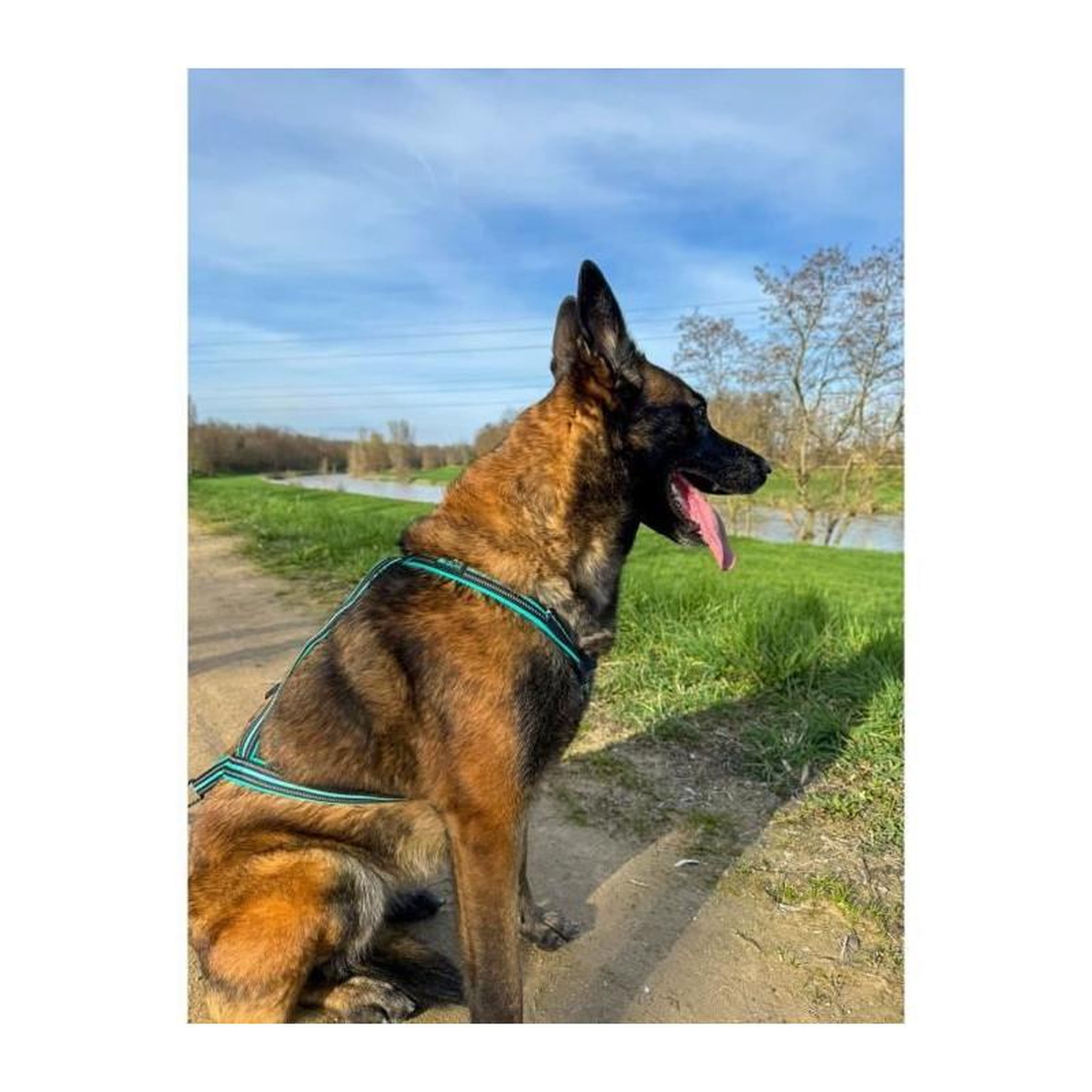 Voir la diapositive 4 : Harnais de traction pour chien - OLYMPIA - S - Type X-back - Bleu