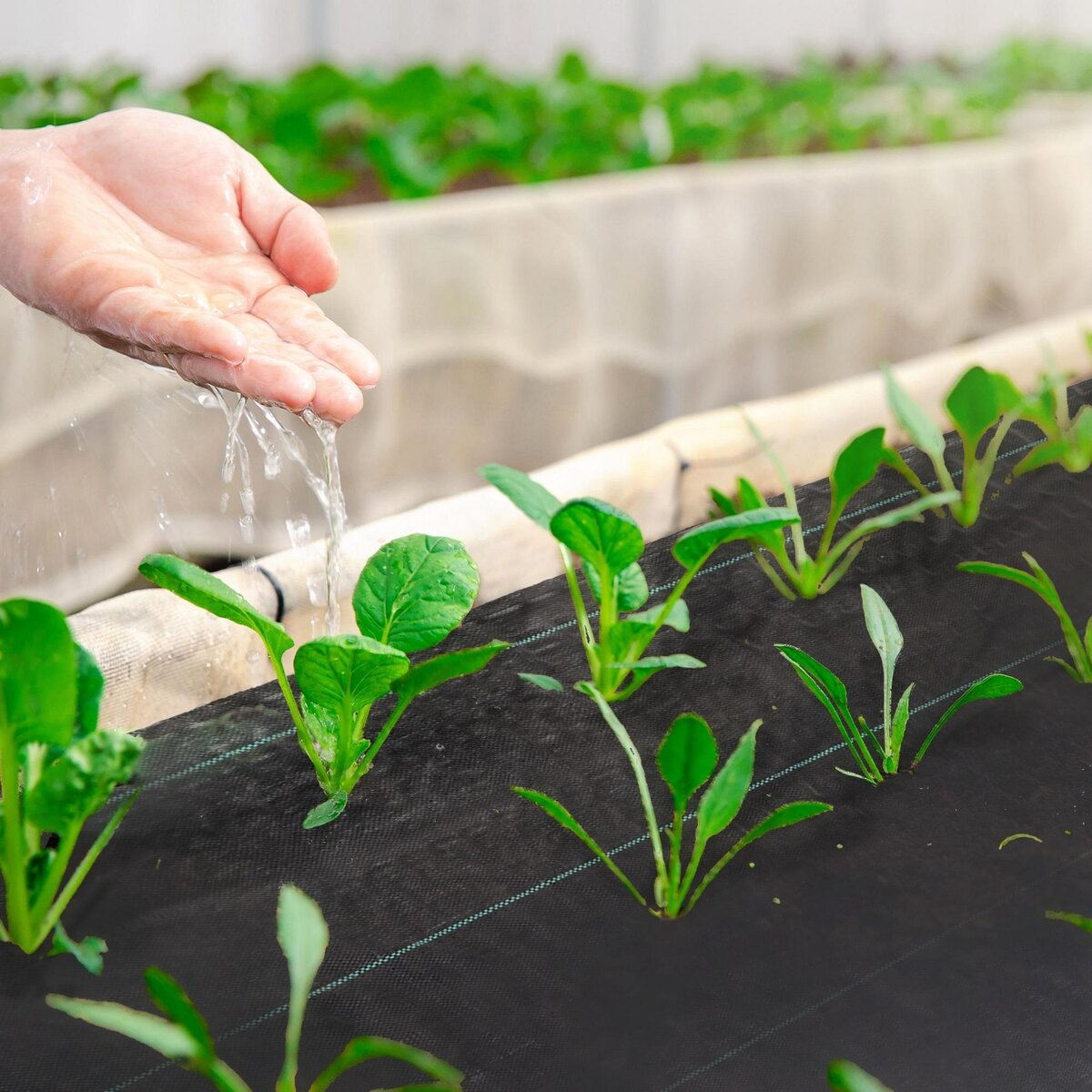 OUTSUNNY Toile de paillage anti mauvaises herbes indéchirable perméable anti UV - 100 x 1 m - PP haute densité 60 g/m²noir vert