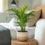 Voir la diapositive 4 : PLANT IN A BOX Palmier areca - Dypsis lutescens - Hauteur 30-45cm - ⌀12cm