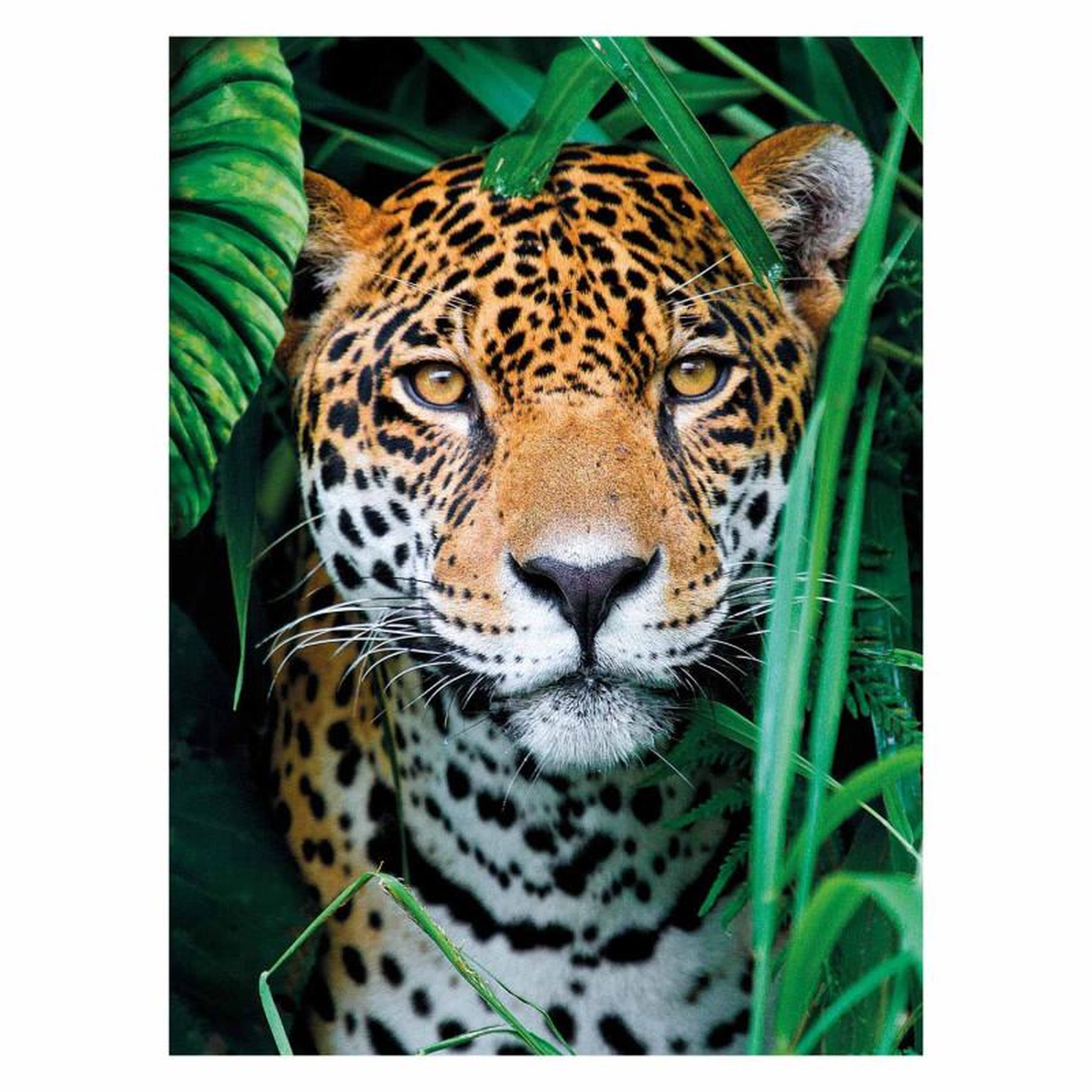 Voir la diapositive 2 : CLEMENTONI Clementoni Puzzle Jaguar dans la Jungle 500 pièces