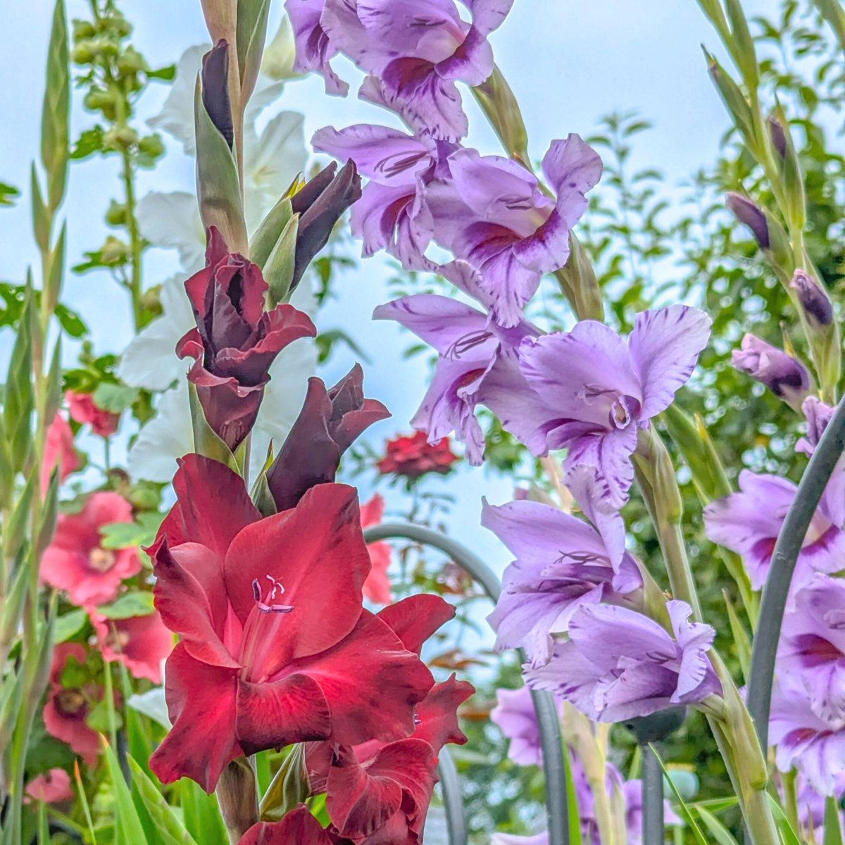 PLANT IN A BOX Glaïeul - Set de 21 - Gladiolus 'Passos' - Bulbes à fleurs - Violet