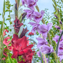 Voir la diapositive 3 : PLANT IN A BOX Glaïeul - Set de 21 - Gladiolus 'Passos' - Bulbes à fleurs - Violet