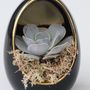 Voir la diapositive 4 : PLANT IN A BOX Œuf Noir d'Or - Set de 2 - Echeveria lilacina - Hauteur 12cm