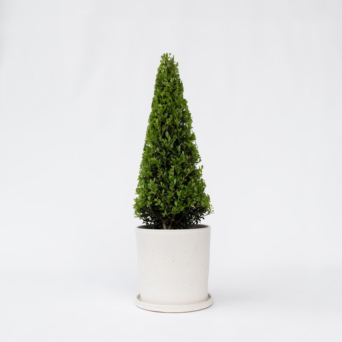 PLANT IN A BOX Houx crenelé - Ilex crenata 'Jenny' - Hauteur 55-65cm - ⌀21cm