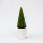 Voir la diapositive 6 : PLANT IN A BOX Houx crenelé - Ilex crenata 'Jenny' - Hauteur 55-65cm - ⌀21cm