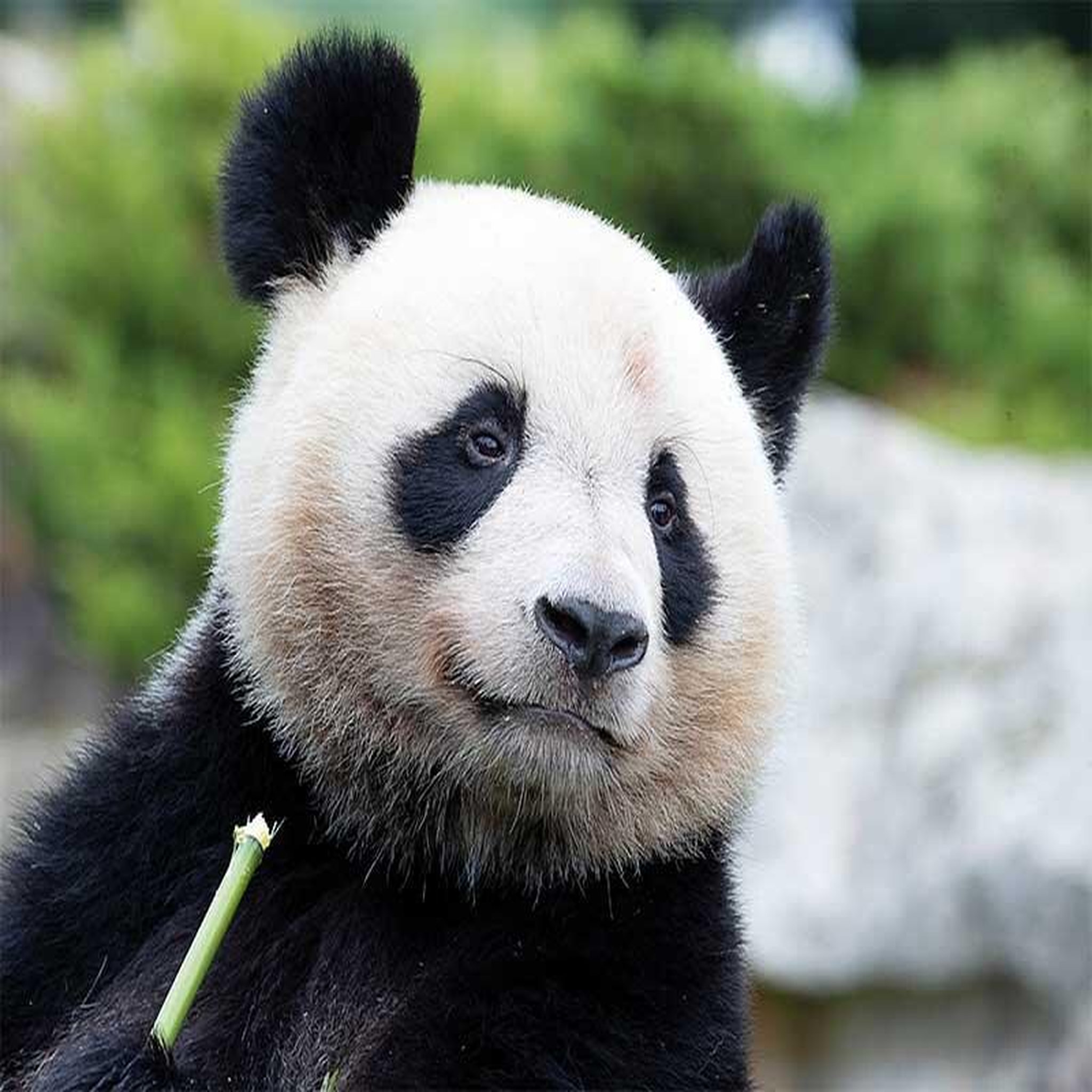Voir la diapositive 2 : Smartbox Séjour au ZooParc de Beauval 2027: entrées 2 adulte (2 journées) et 1 nuit à proximité - Coffret Cadeau Multi-thèmes