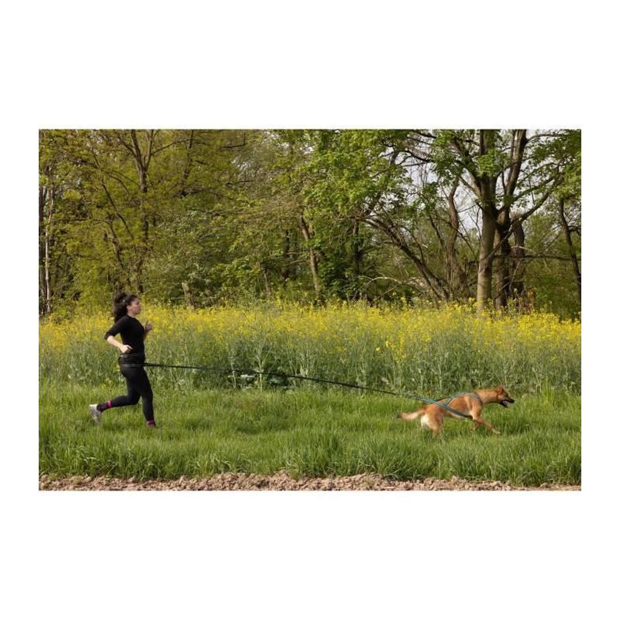 Voir la diapositive 5 : GENERIQUE Longe de traction pour chien - INTENSIA - 1.9 m - Double poignée