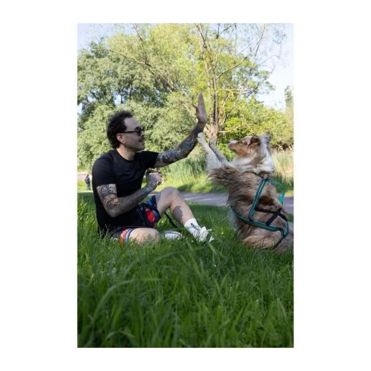 GENERIQUE Harnais de traction pour chien - OLYMPIA - L - Type X-back - Bleu