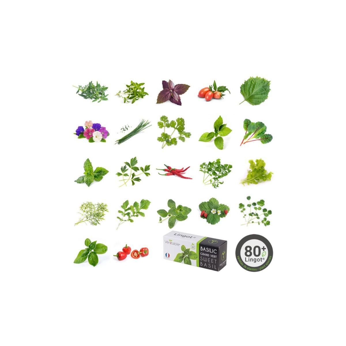 VERITABLE Recharge jardin d'intérieur Basilic Pourpre BIO