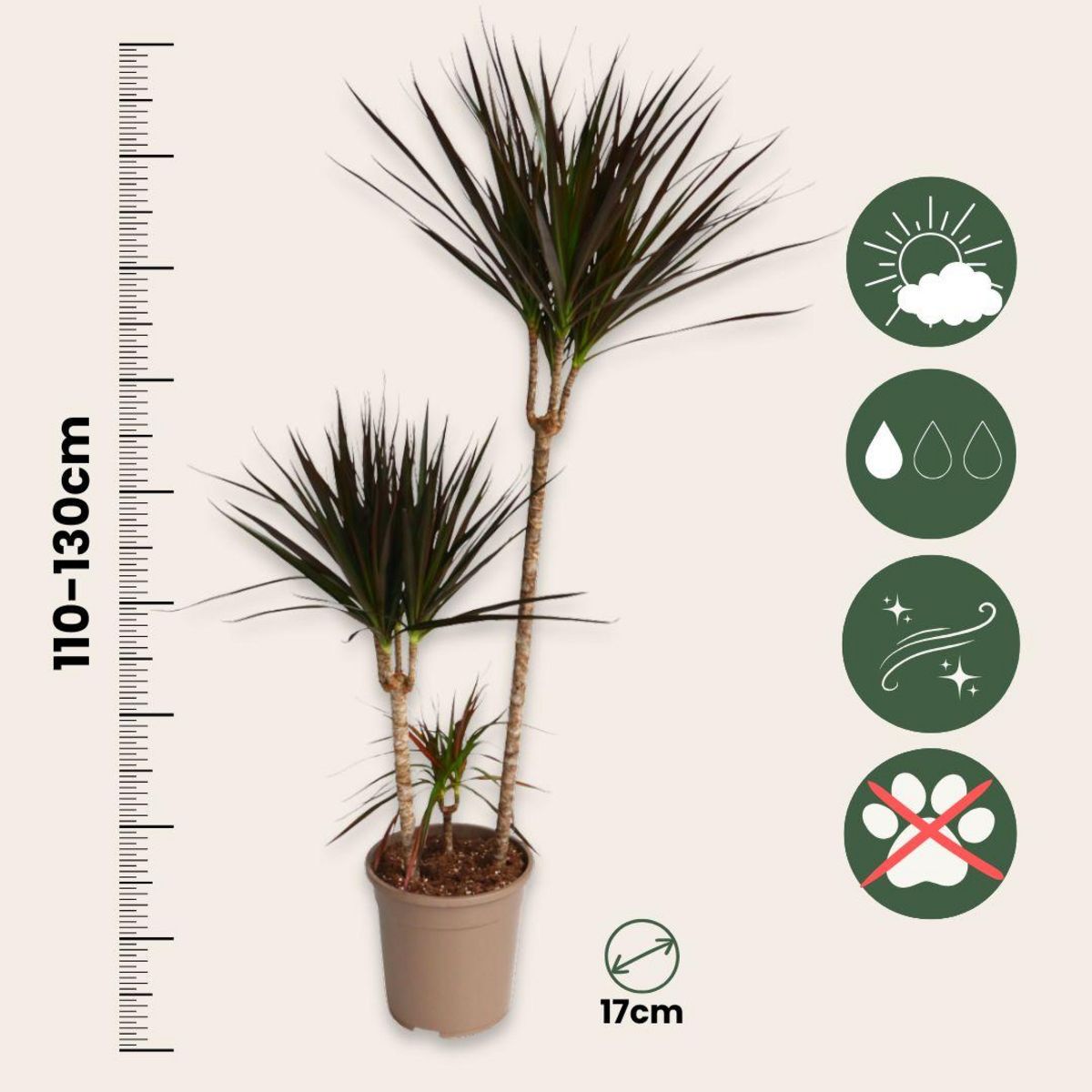 PLANT IN A BOX Dragonnier - Dracaena marginata 'Magenta' - Hauteur 110-130cm - ⌀24cm