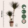 Voir la diapositive 2 : PLANT IN A BOX Dragonnier - Dracaena marginata 'Magenta' - Hauteur 110-130cm - ⌀24cm