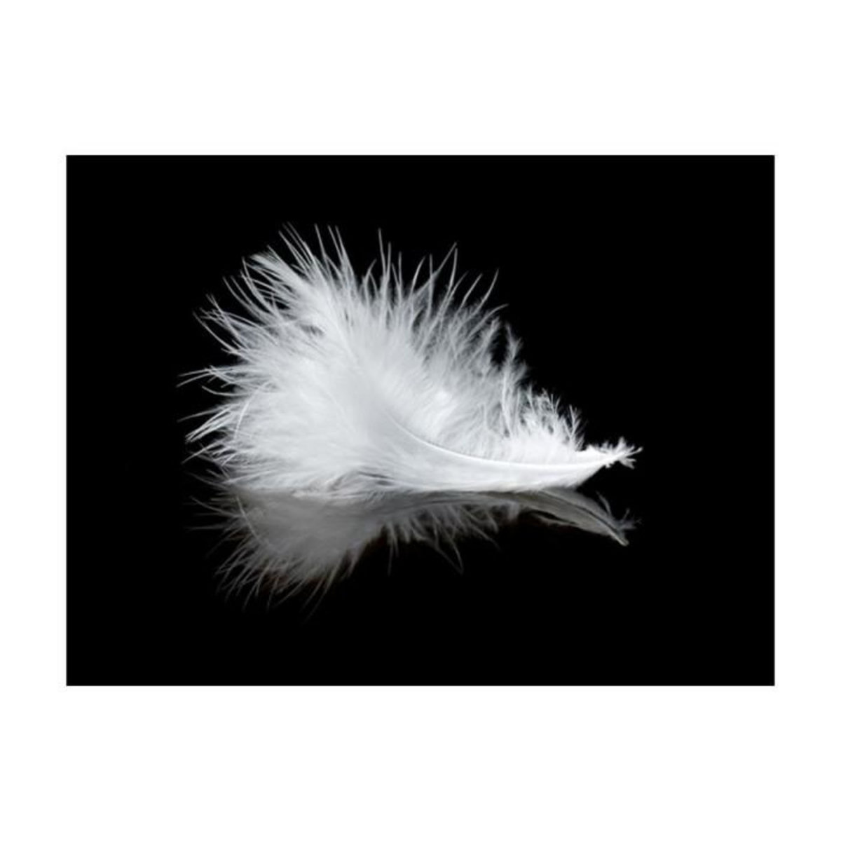 Paris Prix Papier Peint  White Feather