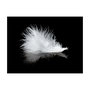 Voir la diapositive 2 : Paris Prix Papier Peint  White Feather