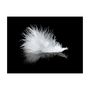 Voir la diapositive 2 : Paris Prix Papier Peint  White Feather