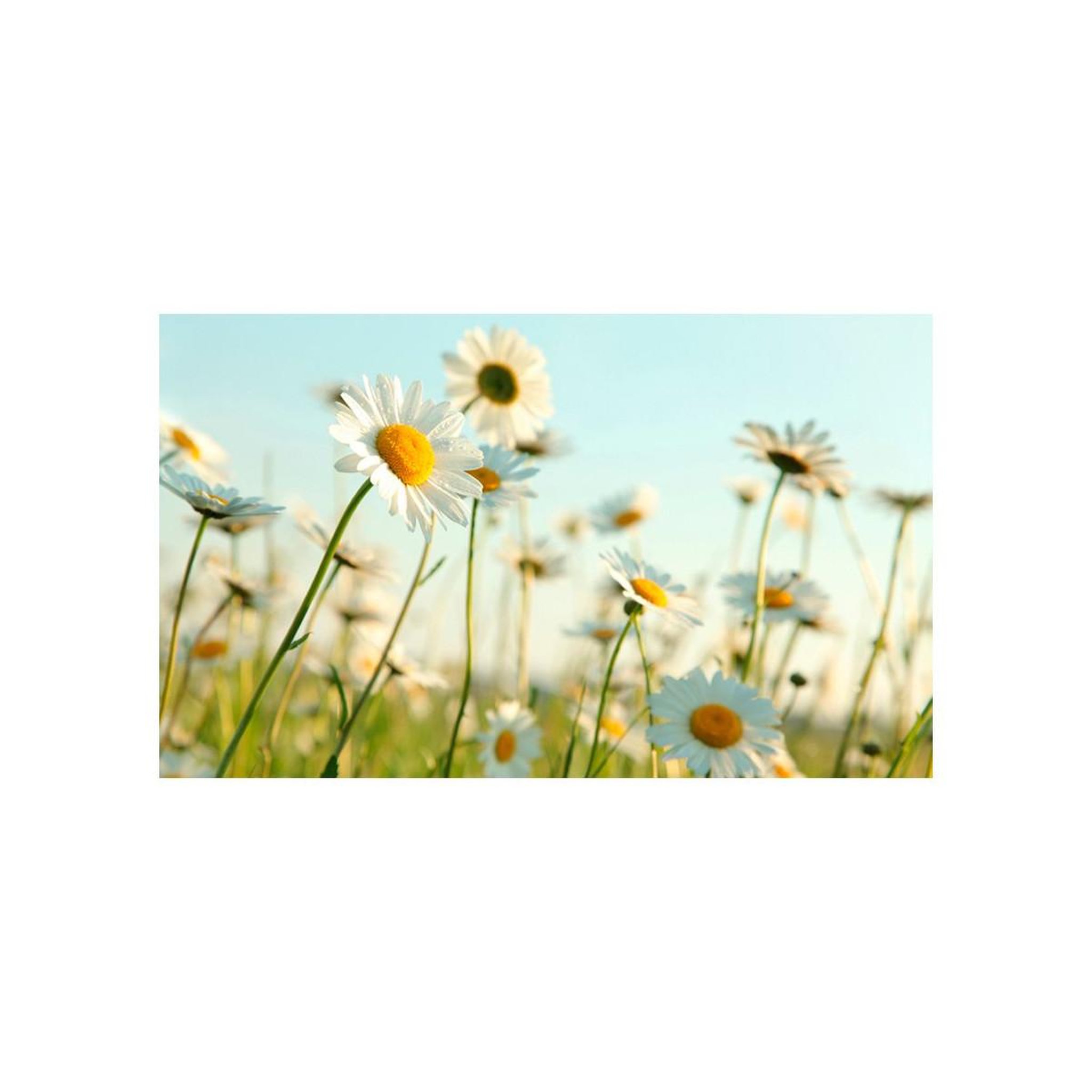 Voir la diapositive 2 : Paris Prix Papier peint  marguerites prairie de printemps ii  270x450cm