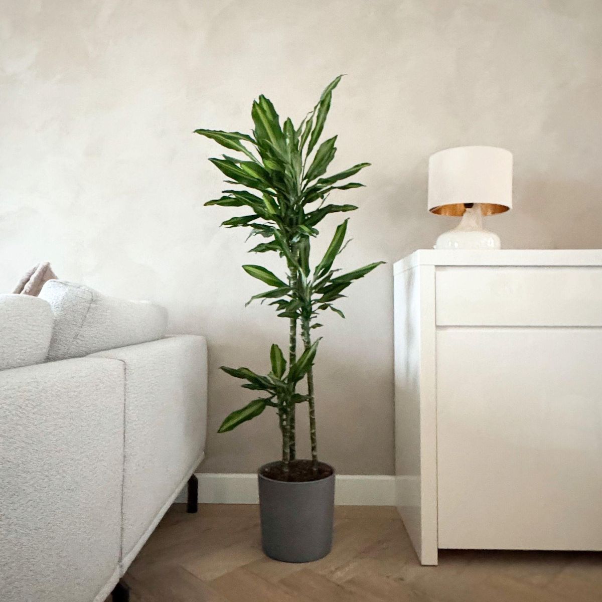 PLANT IN A BOX Dragonnier - Dracaena fragrans 'Cintho' - Hauteur 140-150cm - ⌀24cm