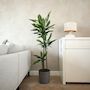 Voir la diapositive 5 : PLANT IN A BOX Dragonnier - Dracaena fragrans 'Cintho' - Hauteur 140-150cm - ⌀24cm
