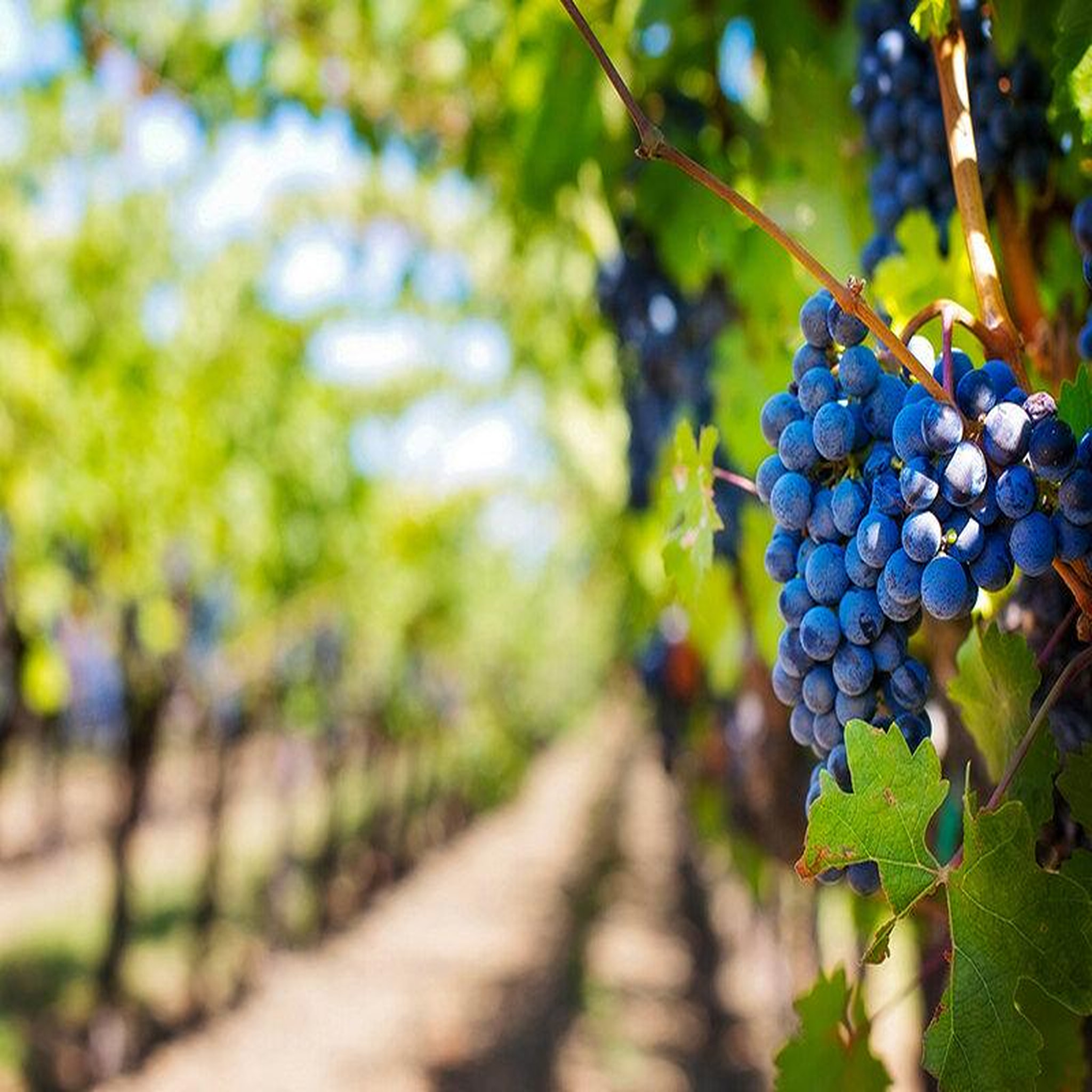 Voir la diapositive 2 : Smartbox Découverte d'un vignoble de provence et de sa cave avec dégustation pour 6 personnes - coffret cadeau gastronomie