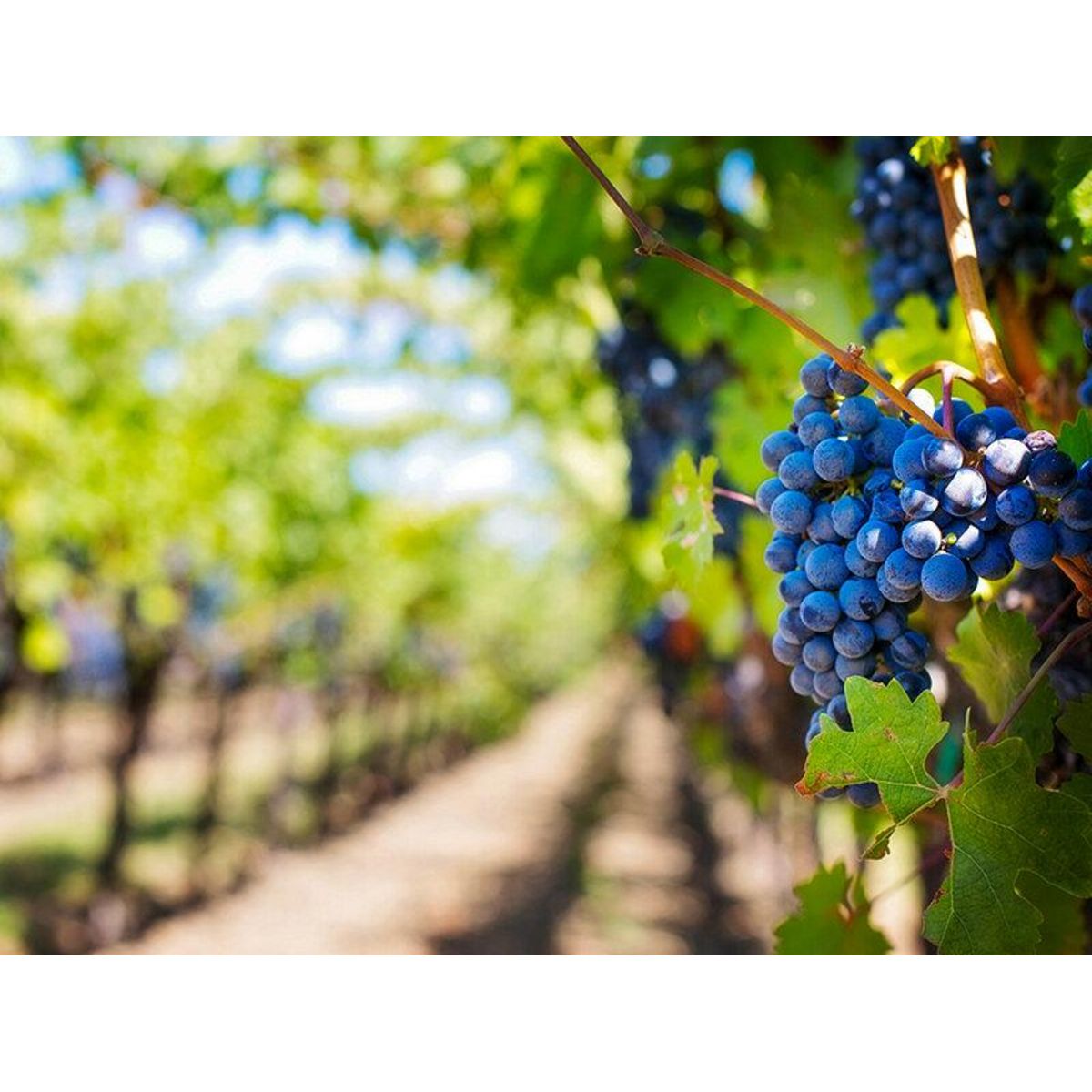 Smartbox Découverte d'un vignoble de Provence et de sa cave avec dégustation pour 6 personnes - Coffret Cadeau Gastronomie