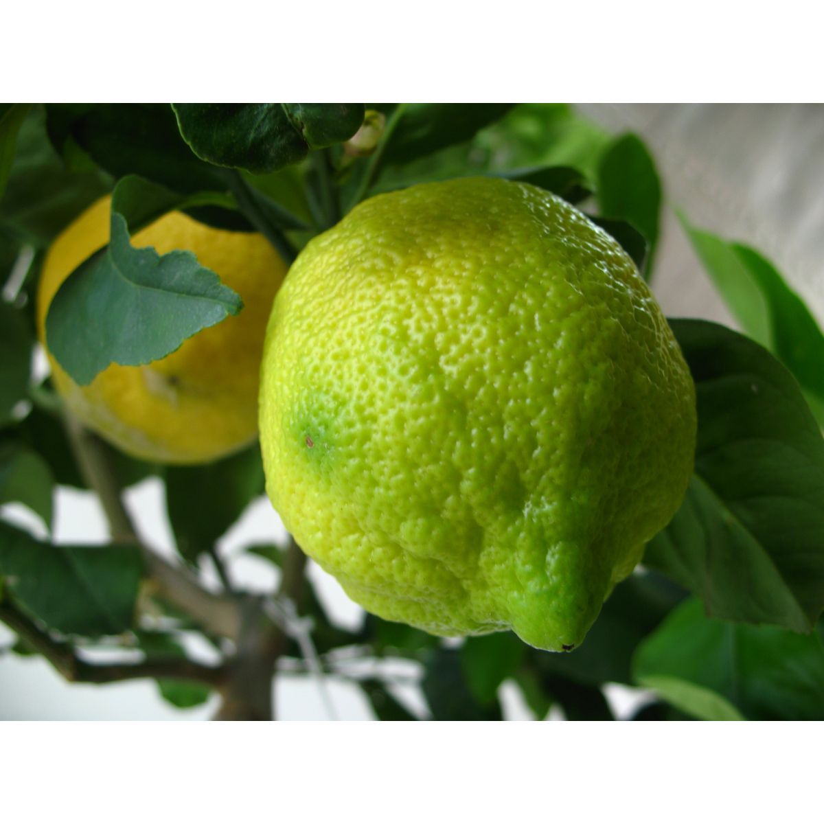 AGRUMES MIX 7L TIGE 70/90 POT 22CM 