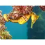 Smartbox Visite de l'Aquarium Sea Life de Val d'Europe - Coffret Cadeau Sport & Aventure
