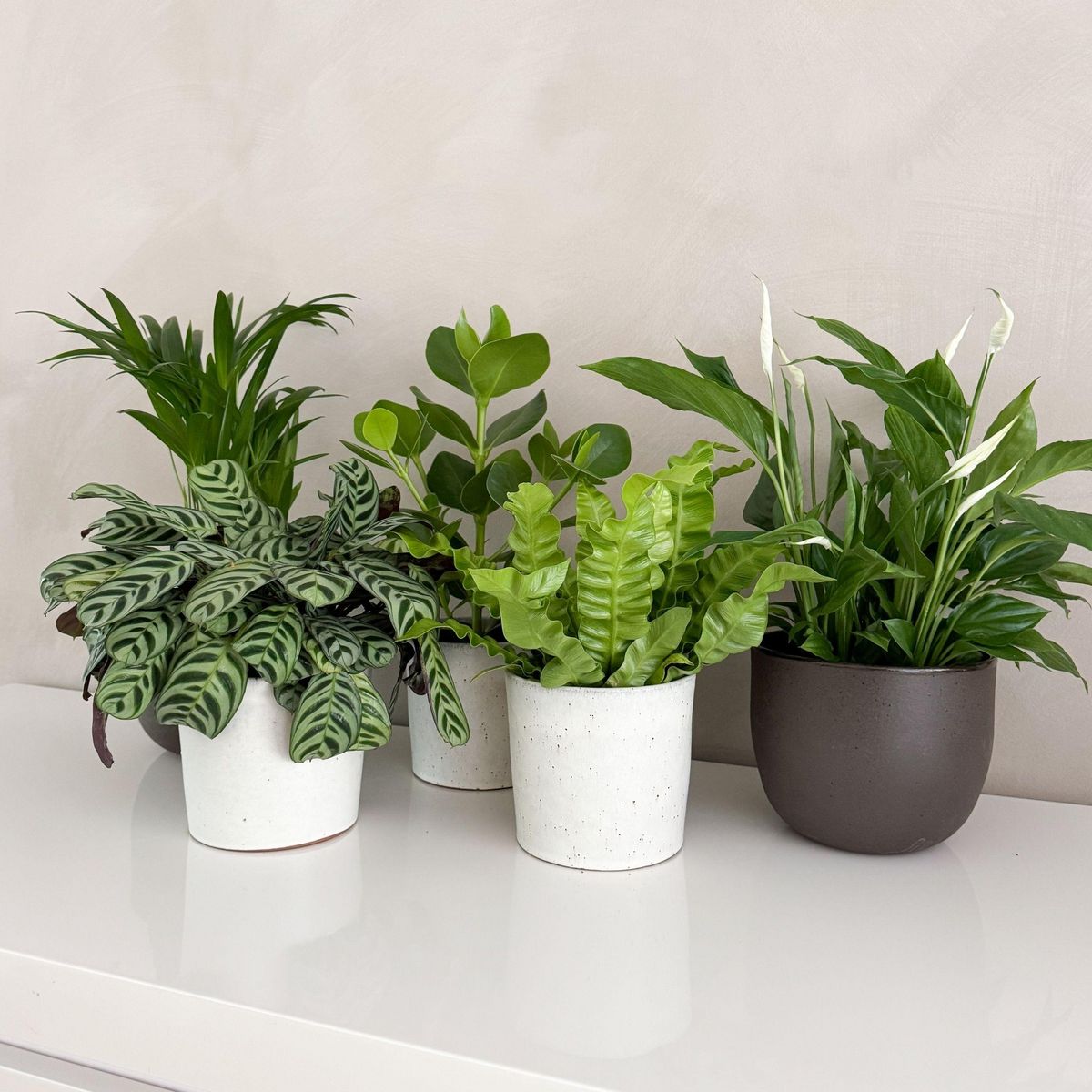 PLANT IN A BOX Mélange de plantes purificatrices d'air - Set de 5 - Hauteur 25-40cm - ⌀12cm