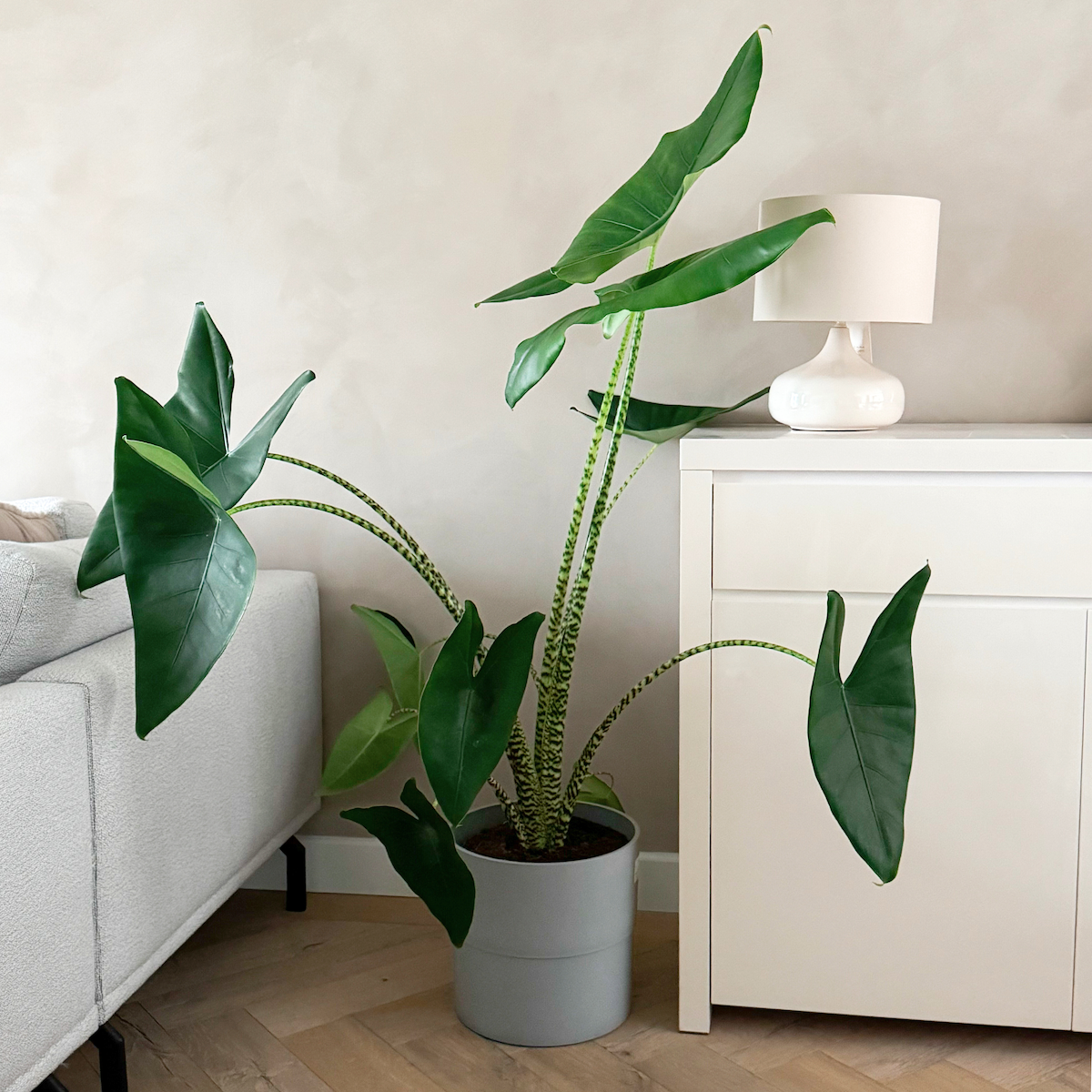 PLANT IN A BOX Plante éléphant - Alocasia 'Zebrina' - Hauteur 140-150cm - ⌀32cm