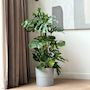 Voir la diapositive 5 : PLANT IN A BOX Plante à trous - Monstera deliciosa - Hauteur 120-130cm - ⌀24cm
