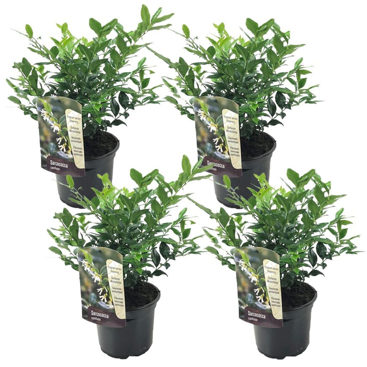 PLANT IN A BOX Sarcocoque confus - Set de 4 - Sarcococca 'Confusa' - Hauteur 30-40cm - ⌀17cm