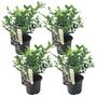 Voir la diapositive 1 : PLANT IN A BOX Sarcocoque confus - Set de 4 - Sarcococca 'Confusa' - Hauteur 30-40cm - ⌀17cm