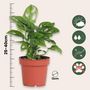 Voir la diapositive 2 : PLANT IN A BOX Plante à trous - Set de 2 - Monstera 'Monkey Mask' - Hauteur 25-30cm - ⌀12cm