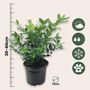 Voir la diapositive 2 : PLANT IN A BOX Sarcocoque confus - Set de 2 - Sarcococca 'Confusa' - Hauteur 30-40cm - ⌀17cm