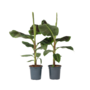 Voir la diapositive 1 : PLANT IN A BOX Bananaier nain - Set de 2 - Musa 'Dwarf Cavendish' - Hauteur 90-100cm - ⌀21cm