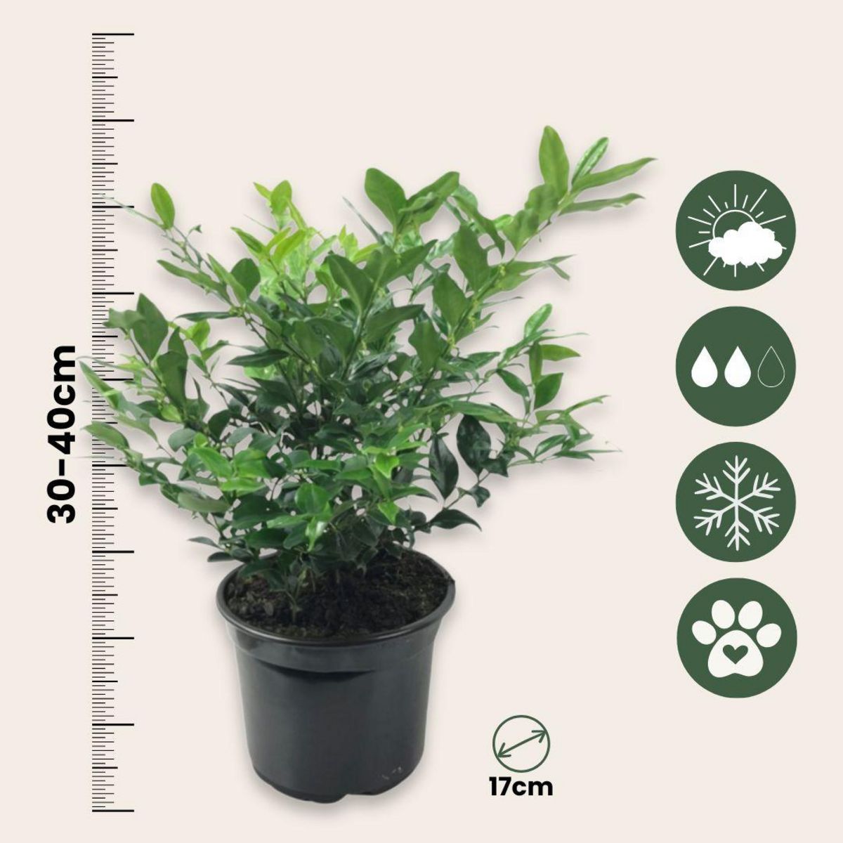 PLANT IN A BOX Sarcocoque confus - Set de 4 - Sarcococca 'Confusa' - Hauteur 30-40cm - ⌀17cm