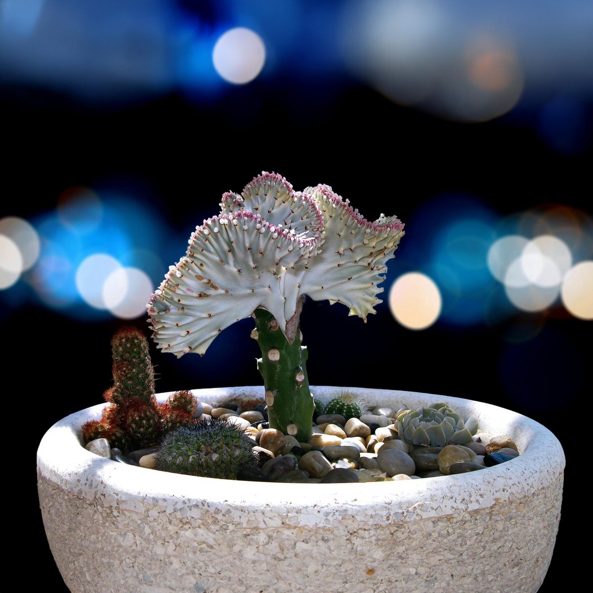 PLANT IN A BOX Mélange d'euphorbes - Set de 2 - Euphorbia 'Lactea' - Hauteur 25-30cm - ⌀12cm