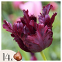 Voir la diapositive 1 : PLANT IN A BOX Tulipe - Set de 14 - Tulipa 'Black Parrot' - Bulbes à fleurs - Violet