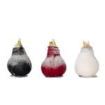 PLANT IN A BOX Amaryllis - Hippeastrum 'Wax Snow Mix' - Bulbe de fleur - Rouge
