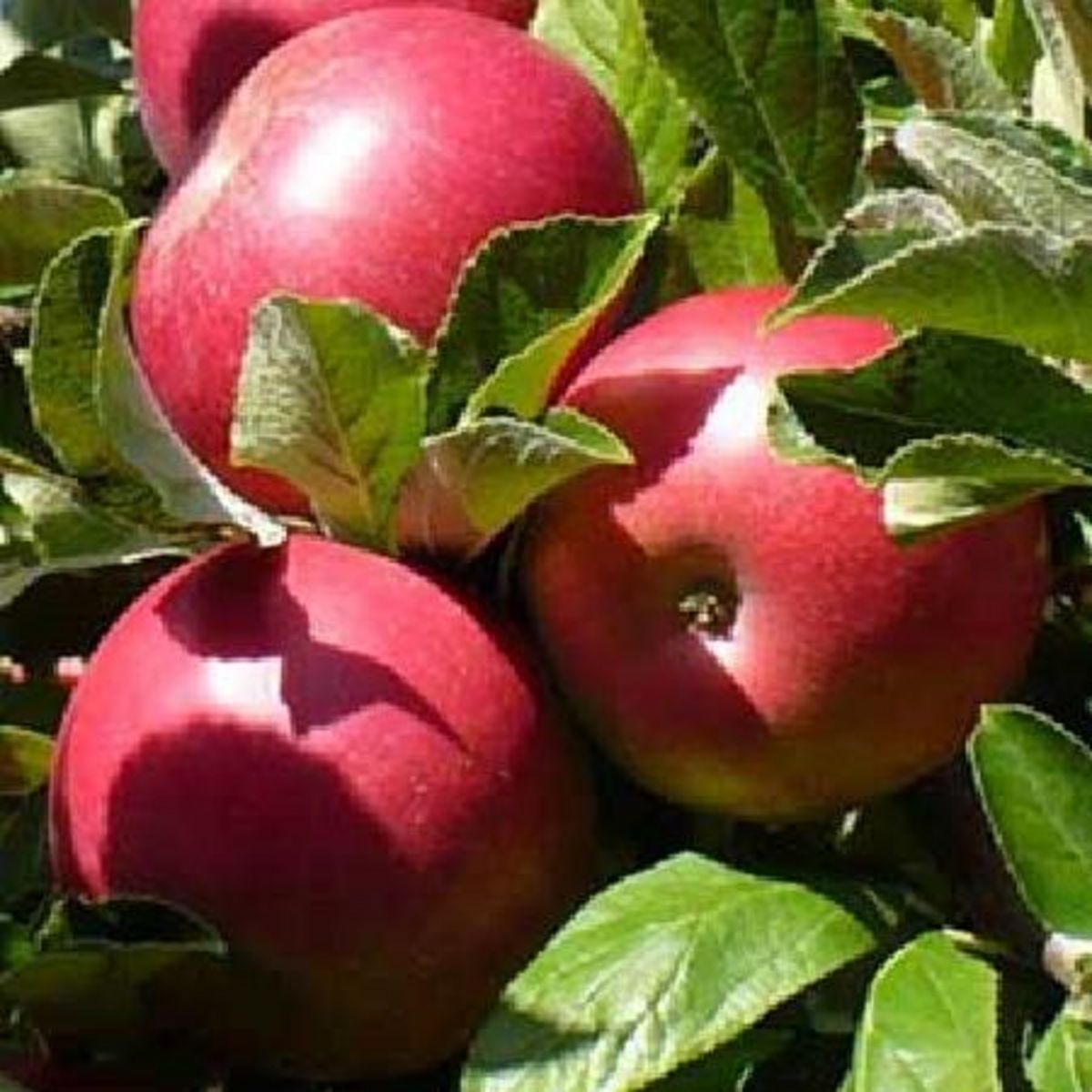 Malus domestica 'Idared'