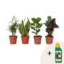 Voir la diapositive 1 : PLANT IN A BOX Mélange de plantes faciles d'entretien - Set de 4 - Hauteur 25-40cm - ⌀12cm