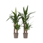 Voir la diapositive 1 : PLANT IN A BOX Pied d'éléphant - Set de 2 - Yucca elephantipes - Hauteur 70-80cm - ⌀17cm