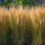 Voir la diapositive 4 : PLANT IN A BOX Calamagrostide - Set de 2 - Calamagrostis 'Karl Foerster' - H40-60cm - ⌀23cm