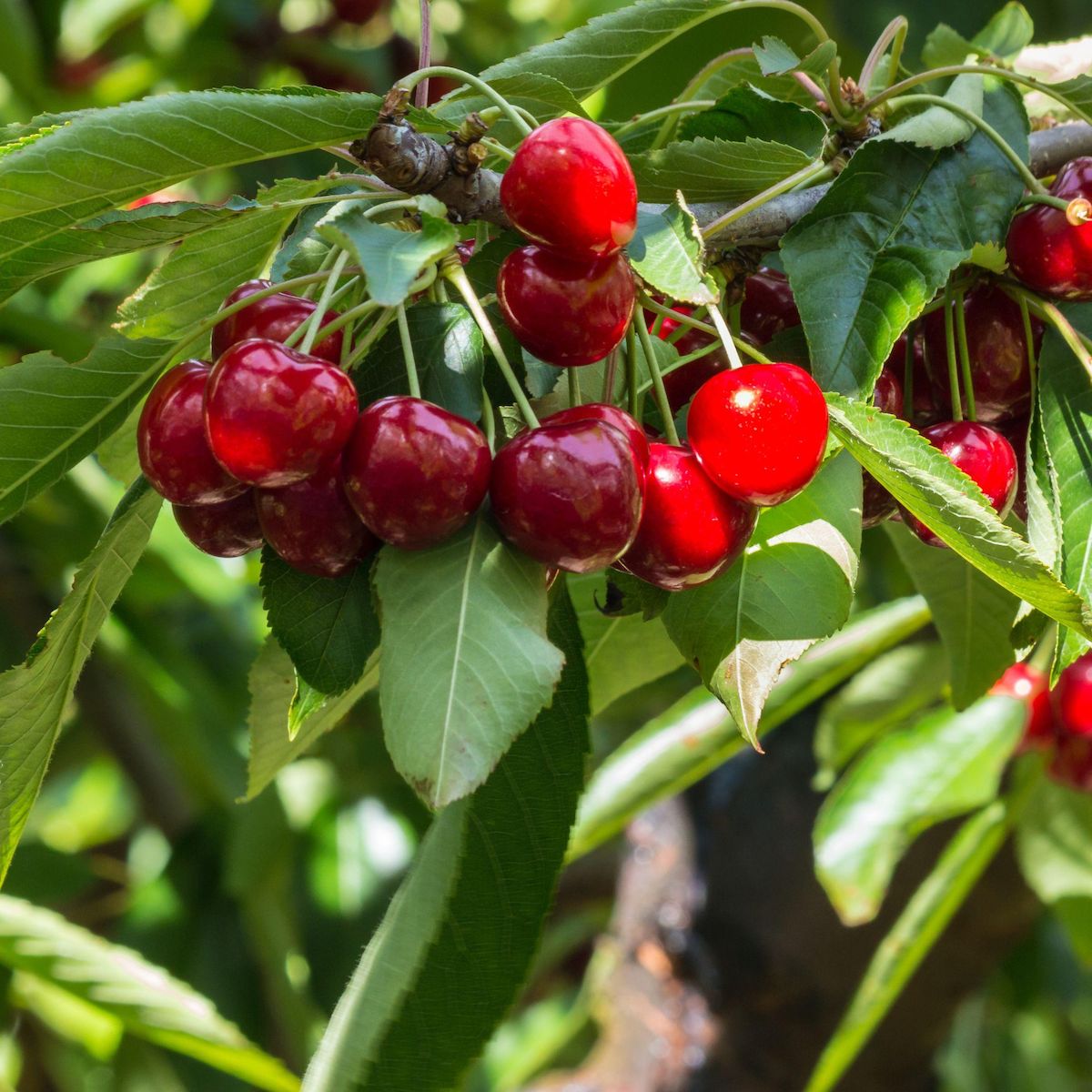 PLANT IN A BOX Cerisier - Prunus avium 'Stella' - Cerise douce - Hauteur 90-110cm - ⌀23cm