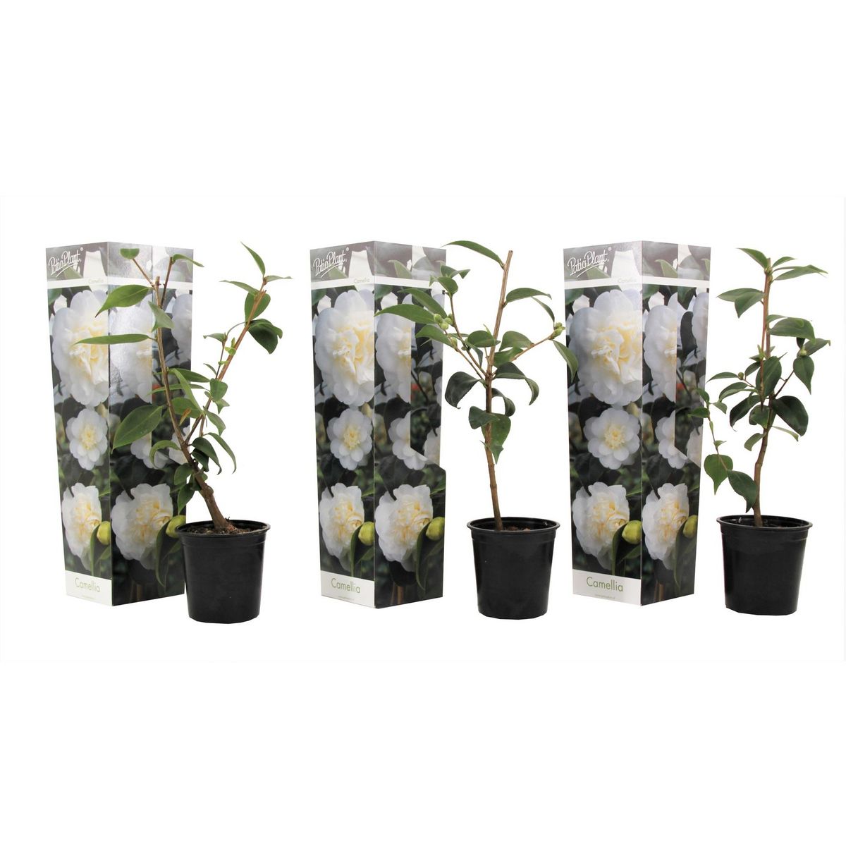 PLANT IN A BOX Camélia - Set de 3 - Camellia japonica 'Brush Field' - Hauteur 25-40cm - ⌀9cm